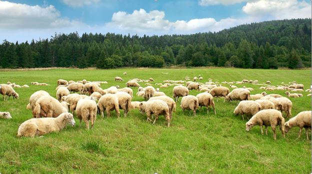 گوسفند زنده را از چه مرکز معتبری تهیه کنیم ؟