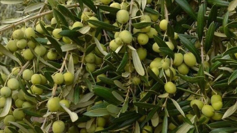 بزرگترین سرمایه گذاری بخش خصوصی کشور در توسعه و احیای باغات زیتون در ایران